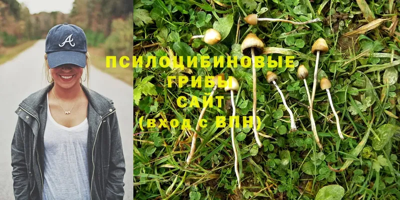 Псилоцибиновые грибы Psilocybine cubensis  где можно купить   Касимов 